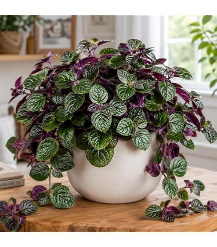 Amazon.com : Violet Hill Tradescantia Zebrina - Trailing Wandering